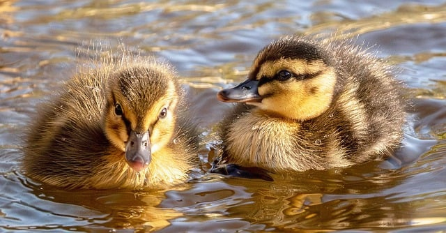 联盟没做任务怎么去赞达拉别慌，这篇把绕路办法和限制一次说透