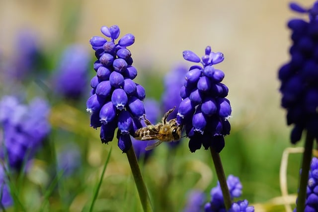 大鹅攻略手游为什么突然这么上头一篇掰开揉碎讲透的实用指南